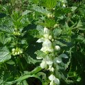 Lamium album fleur